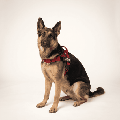 Wuffy Walk® Arnés Anti-Tirones - Wuffy Labs