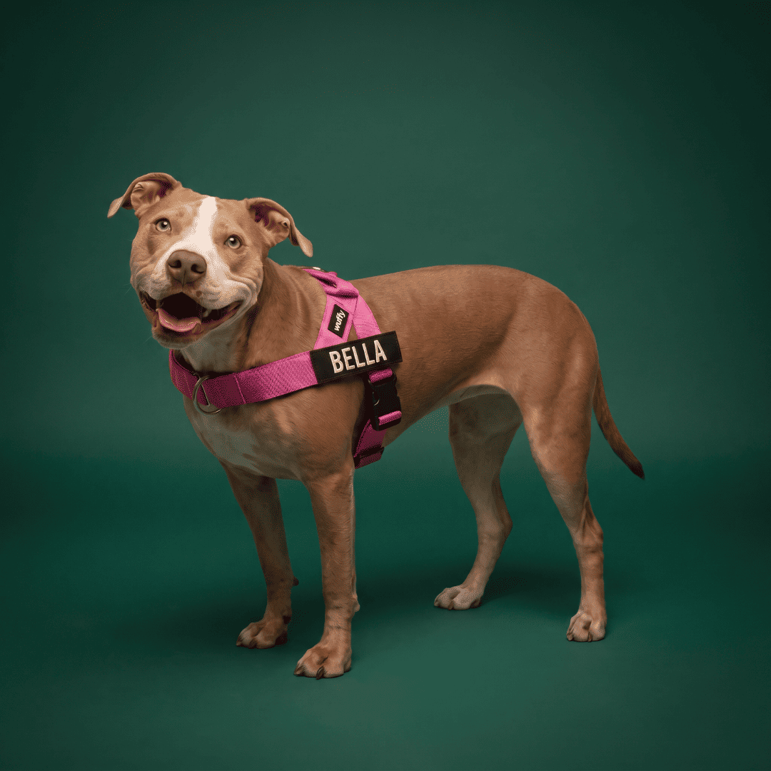 Wuffy Walk® Arnés Anti-Tirones - Wuffy Labs