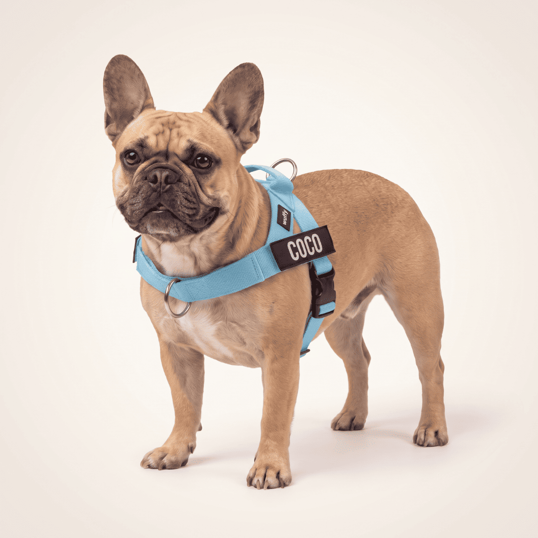 Wuffy Walk® Arnés Anti-Tirones - Wuffy Labs