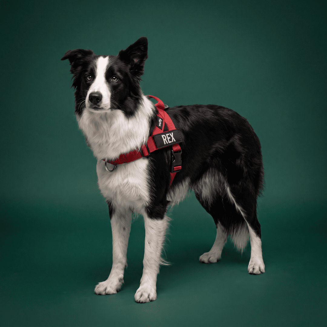 Wuffy Walk® Arnés Anti-Tirones - Wuffy Labs