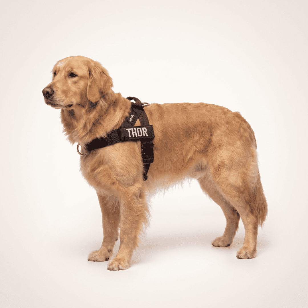 Wuffy Walk® Arnés Anti-Tirones - Wuffy Labs